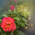Early Morning Roses Photograph by Shelia Hunt Early Morning Roses Photograph by Shelia Hunt