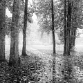 Early Morning Walk Black and White Photograph by Debra and Dave Vanderlaan Early Morning Walk Black and White Photograph by Debra and Dave Vanderlaan