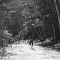 Early Spring Trail Walk by Sue Capuano