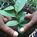 Earthical Photograph by Esoteric Gardens KN Earthical Photograph by Esoteric Gardens KN