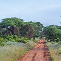 East Africa February Scene by Douglas Wielfaert
