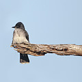 Eastern Kingbird on Lookout in the Croatan National Forest. Photograph by Bob Decker Eastern Kingbird on Lookout in the Croatan National Forest. Photograph by Bob Decker