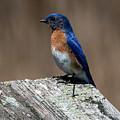 Eastern Bluebird Photograph by Cathy Kovarik Eastern Bluebird Photograph by Cathy Kovarik