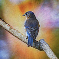 Eastern Bluebird Photograph by Sandra Rust Eastern Bluebird Photograph by Sandra Rust