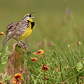 Eastern Meadowlark Calling Photograph by Alan Murphy Eastern Meadowlark Calling Photograph by Alan Murphy