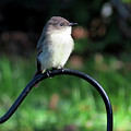 Eastern Phoebe Photograph by Linda Stern Eastern Phoebe Photograph by Linda Stern