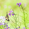 Eastern Tiger Swallowtail Butterfly - Nature Photography Photograph by Amelia Pearn Eastern Tiger Swallowtail Butterfly - Nature Photography Photograph by Amelia Pearn