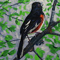 Eastern Towhee Sing On by Phil Chadwick