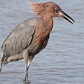 Eating a Fish May Need Greater Efforts Photograph by Mingming Jiang Eating a Fish May Need Greater Efforts Photograph by Mingming Jiang