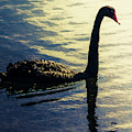 Edge Of The Wild by Jorgo Photography - Wall Art Gallery Edge Of The Wild by Jorgo Photography - Wall Art Gallery