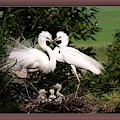 Egret Family Photograph by Nancy Ayanna Wyatt Egret Family Photograph by Nancy Ayanna Wyatt