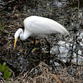 Egret looking for Snack by Robert Wilder Jr