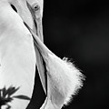 Egret Mother and Child by Dawn Currie