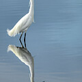 Egret reflected 62025 by Paul Freidlund