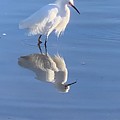 Egret Reflection by Sandy Rakowitz