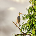 Egret by Rick Nelson