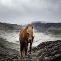 Einar - Horse Art by Lisa Saint