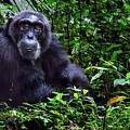 Elder chimpanzee Photograph by Matt Cohen Elder chimpanzee Photograph by Matt Cohen