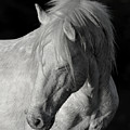 Elder Stallion. Photograph by Paul Martin Elder Stallion. Photograph by Paul Martin