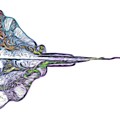 Electric Stingray Digital Art by Rebecca Herranen