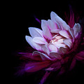 Elegance by Judi Kubes