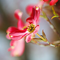 Elegant Dogwood Flower by Joy Watson