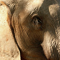 Elephant Eye Photograph by Karen Zuk Rosenblatt Elephant Eye Photograph by Karen Zuk Rosenblatt
