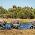 Elephants Crossing the River Photograph by Elvira Peretsman Elephants Crossing the River Photograph by Elvira Peretsman