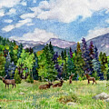 Elk in Rocky Mountain National Park by Anne Gifford