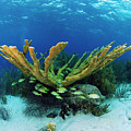 Elkhorn Coral by Hans Leijnse Elkhorn Coral by Hans Leijnse