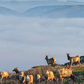 Elks At The Bay by Jonathan Nguyen
