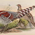 Elliot's Pheasant Mixed Media by Beautiful Nature Prints Elliot's Pheasant Mixed Media by Beautiful Nature Prints