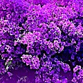 Emilie's Bougainvillea Photograph by Viva Anderson