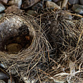 Empty Nest - Wildlife Photography 2 Photograph by Amelia Pearn Empty Nest - Wildlife Photography 2 Photograph by Amelia Pearn