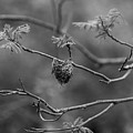 Empty Nest - Wildlife Photography Photograph by Amelia Pearn Empty Nest - Wildlife Photography Photograph by Amelia Pearn