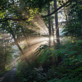 Enchanting sunlight in the forest 1 Photograph by Adriana Mueller Enchanting sunlight in the forest 1 Photograph by Adriana Mueller