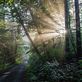 Enchanting sunlight in the forest 2 Photograph by Adriana Mueller Enchanting sunlight in the forest 2 Photograph by Adriana Mueller