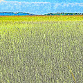 Endless Seagrass of Savannah by Island Hoppers Art