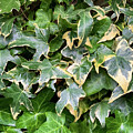 English Ivy by Anorel