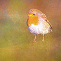 English Robin Red Breast by Sue Leonard