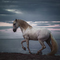 Enthralled - Horse Art by Lisa Saint