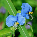 Erect Dayflower DFL1217 Photograph by Gerry Gantt Erect Dayflower DFL1217 Photograph by Gerry Gantt