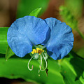 Erect Dayflower DFL1219 Photograph by Gerry Gantt Erect Dayflower DFL1219 Photograph by Gerry Gantt
