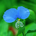 Erect Dayflower DFL1303 Photograph by Gerry Gantt Erect Dayflower DFL1303 Photograph by Gerry Gantt