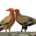 Birds 225 by Eric Pengelly