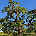 Escarpment Oak Quercus Fusiformis Hill Country Texas Photograph by Dave Welling Escarpment Oak Quercus Fusiformis Hill Country Texas Photograph by Dave Welling