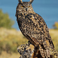 Eurasian Eagle Owl at Lake by Dawn Key