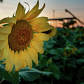 Evening Flower Photograph by Jamie Tyler Evening Flower Photograph by Jamie Tyler