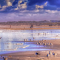 Evening Gulls by Joseph Desiderio