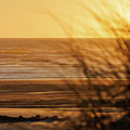 Evening on the Beach  by Allin Sorenson